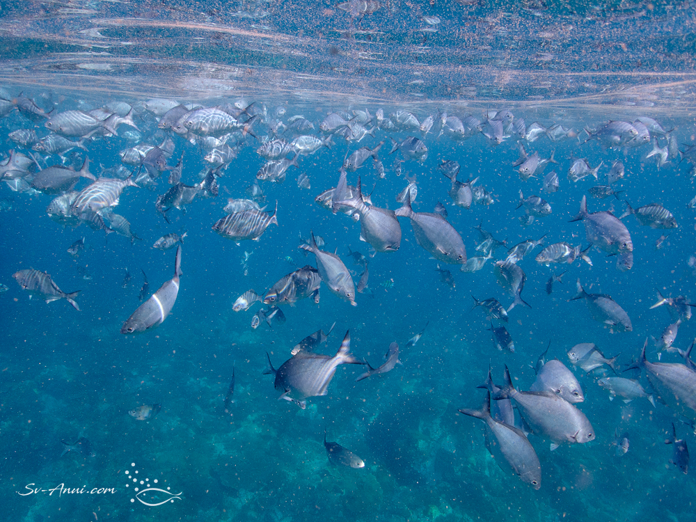 School of Silver Sweep at SW Solitary