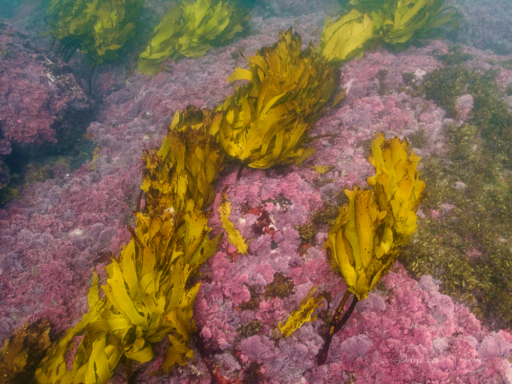 Kelp and dusty pink seaweed at Korffs Islet