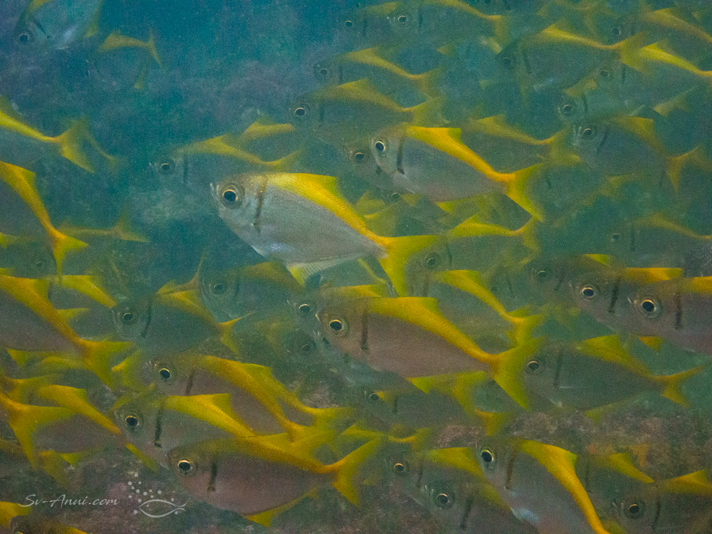 School of Golden Bulls Eye at Korffs Islet