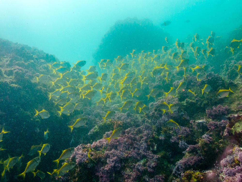 Dense school of Golden Bulls Eye Fish at Korffs Islet