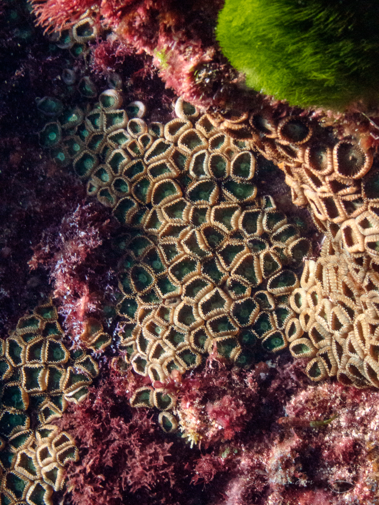Boulder Star Coral at North Solitary