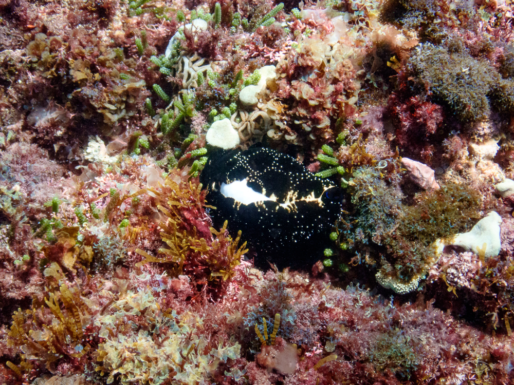 Egg Cowrie at North Solitary