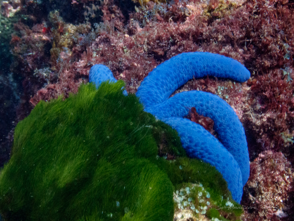Sea star at North Solitary