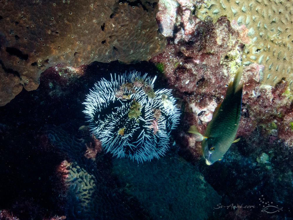 Sea Urchin at North Solitary