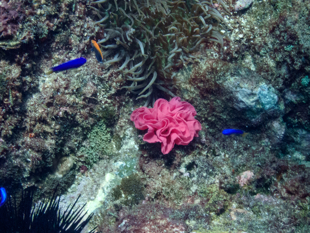 Nudibranch Egg Cluster at North Solitary