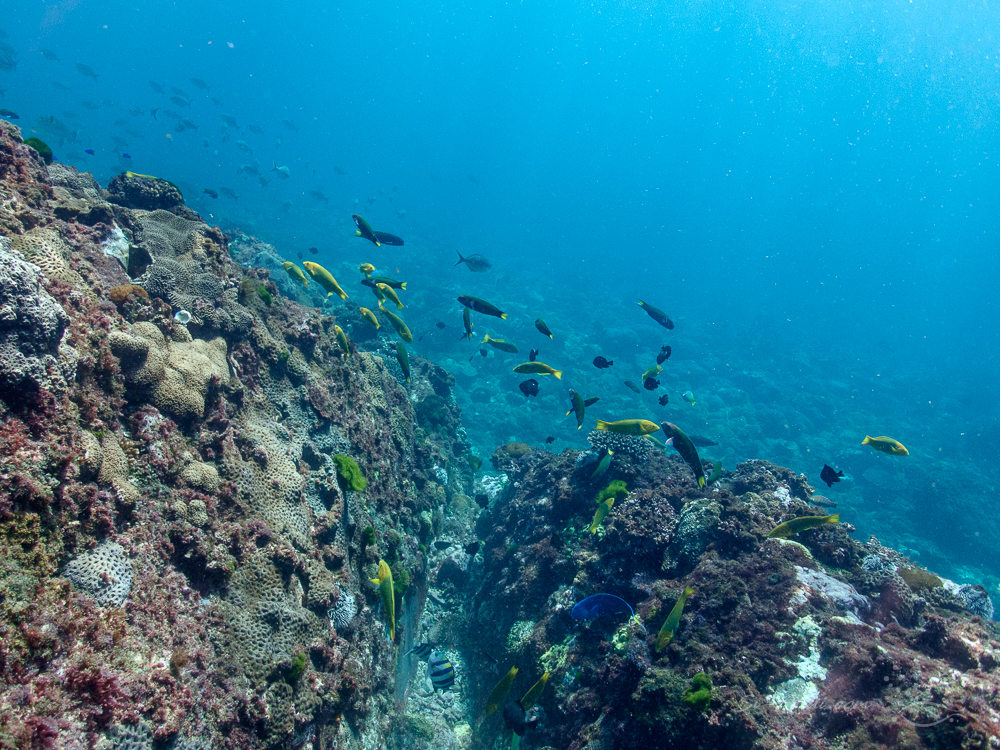 Moon Wrasses at North Solitary
