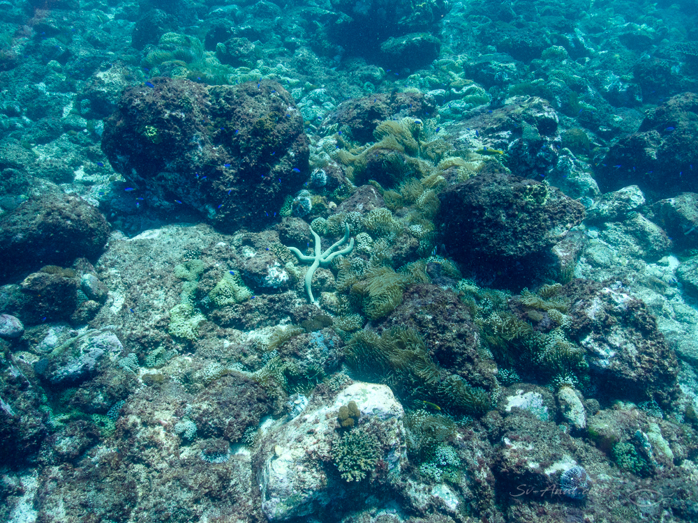 Sea Star and anemones at North Solitary
