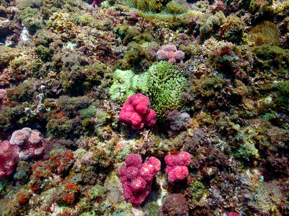 Carnation Coral and Anemone at North Solitary