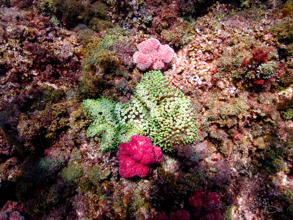 Carnation soft corals and anemone at North Solitary