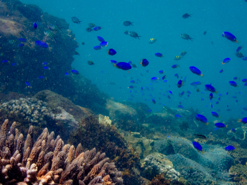 Neon Damsels at North West Solitary