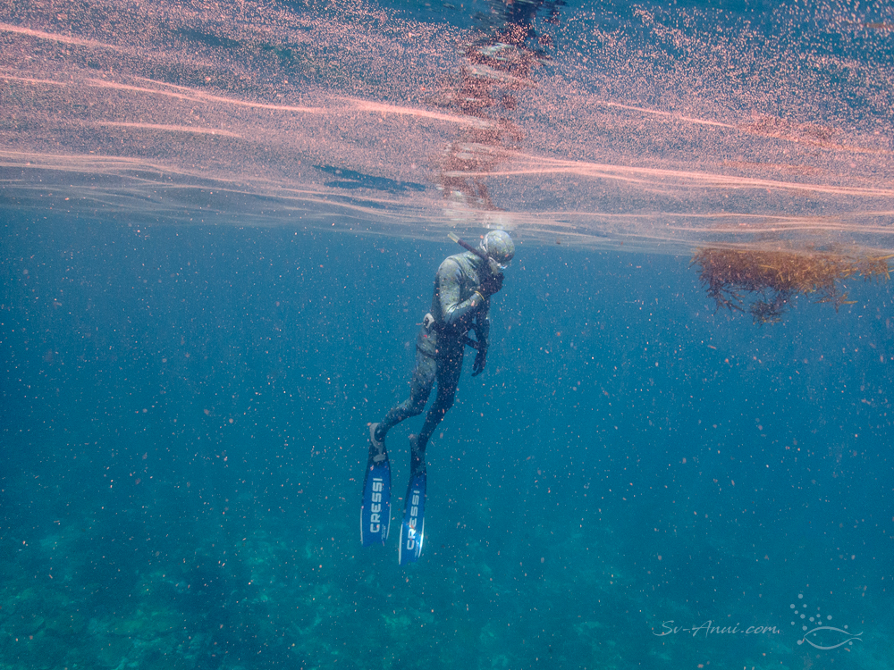Lots of algal bloom at North West Solitary