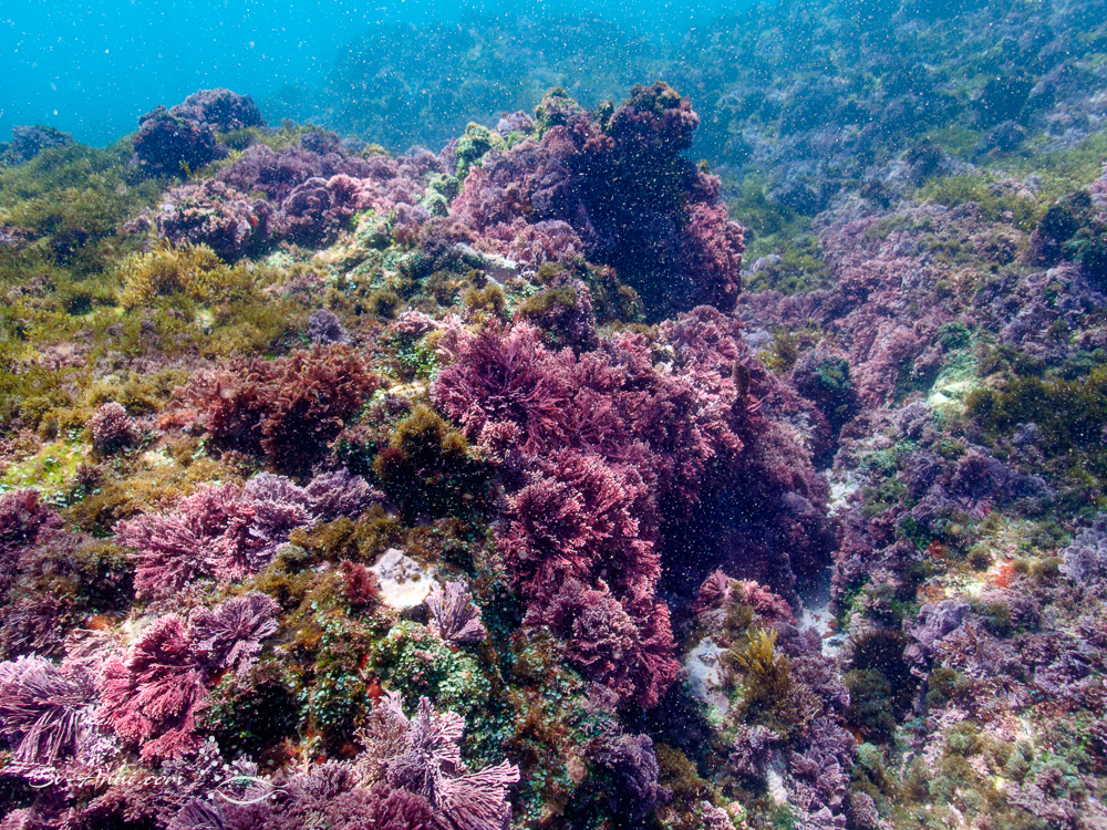 Split Solitary sea floor