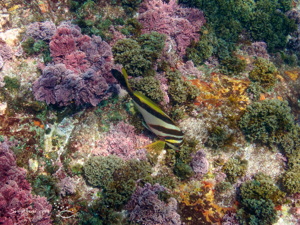 Sealife at Split Solitary