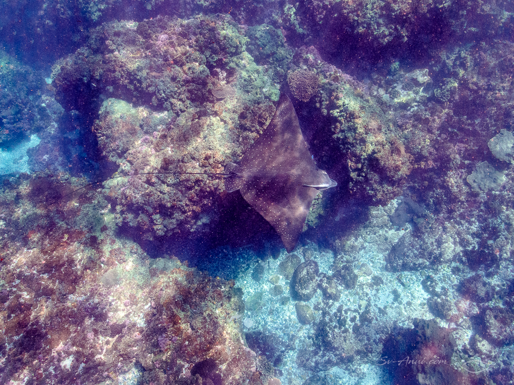 Whitespotted Eagle Ray at Split Solitary