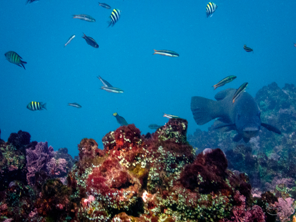 Blue Groper at Split Solitary