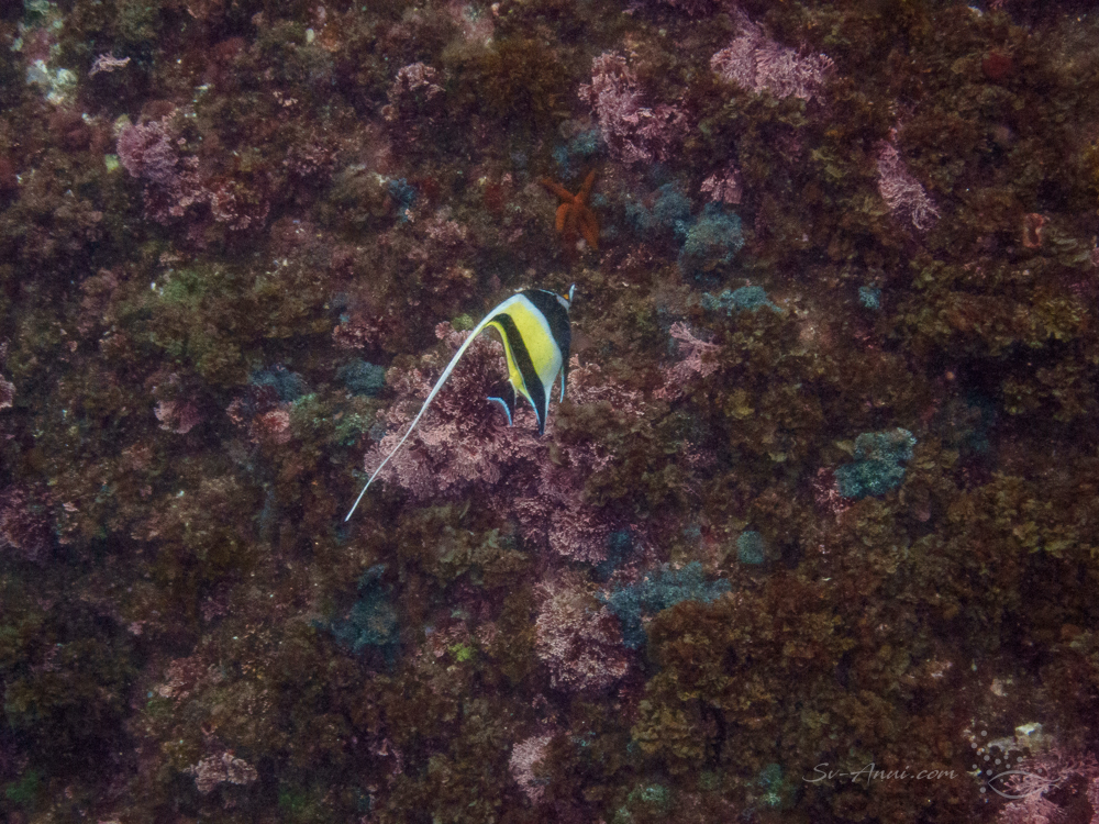 Moorish Idol at Julian Rocks