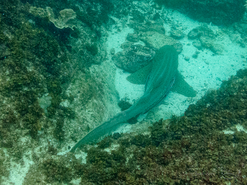 Leopard Shark at Julian Rocks