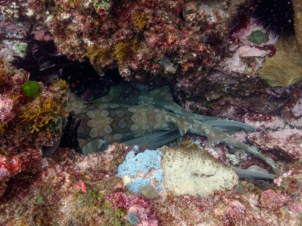 Spotted Wobbegongs aggregating at Julian Rocks