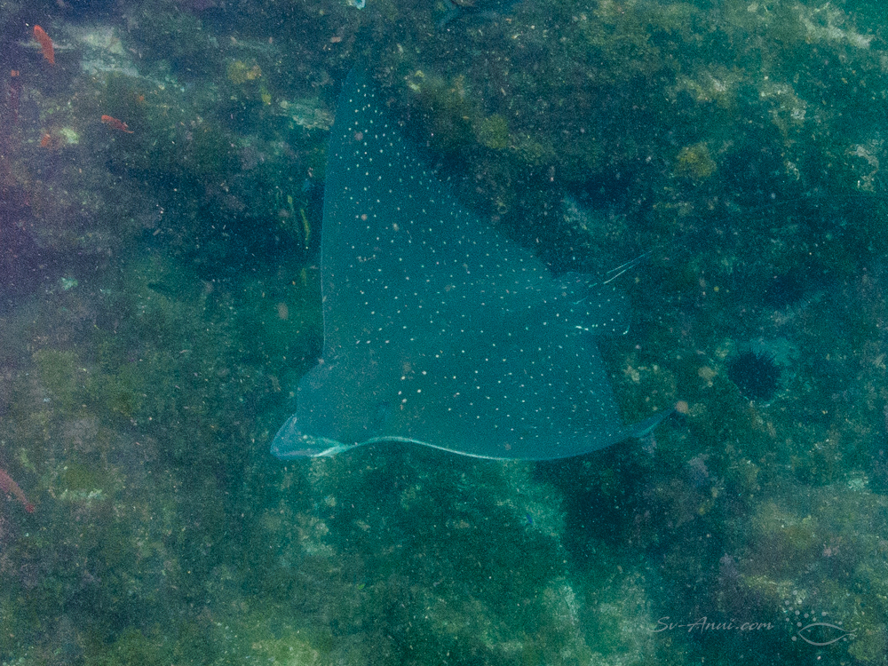 Whitespotted Eagle Ray at Julian Rocks