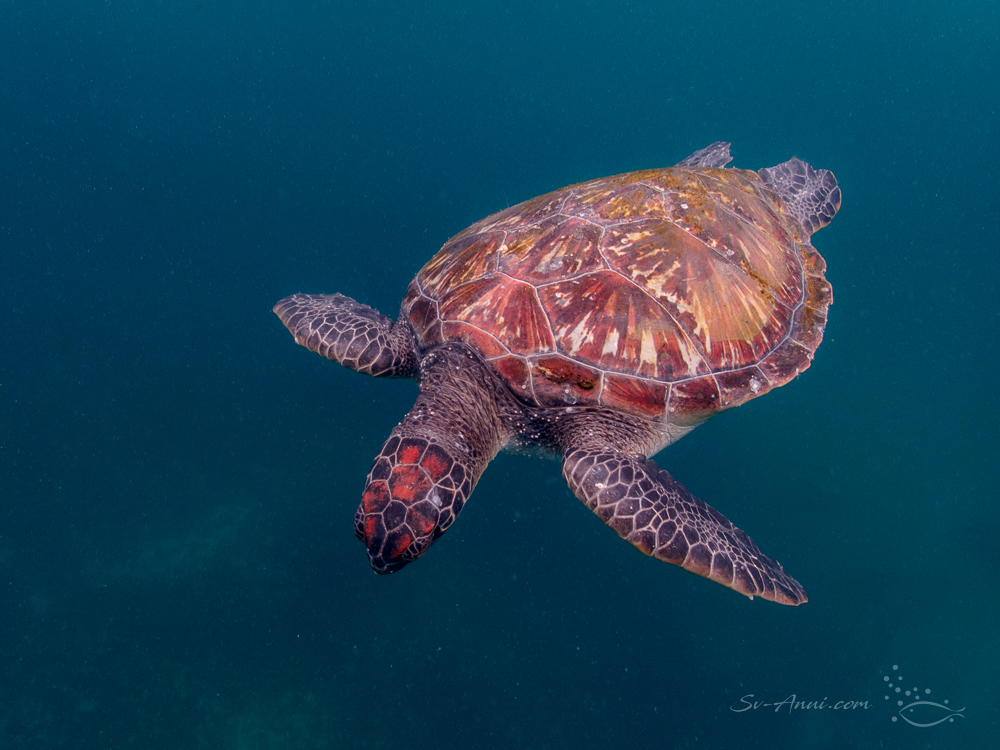 Green Sea Turtle at Julian Rocks