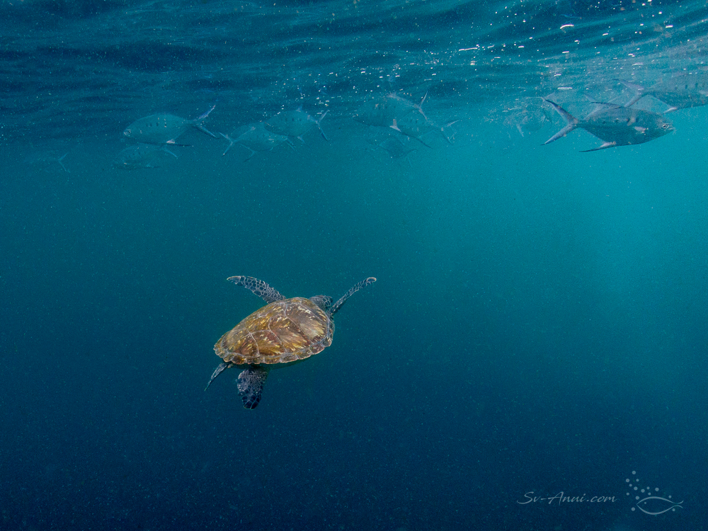 Green Sea Turtles and Darts at Julian Rocks