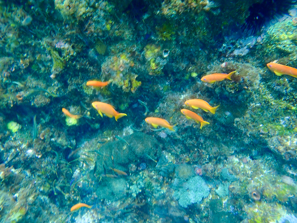 Orange Basslets at Julian Rocks