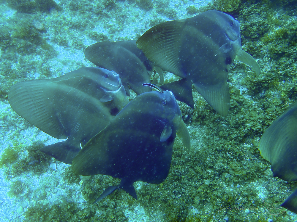 Longfin Batfish at Julian Rocks