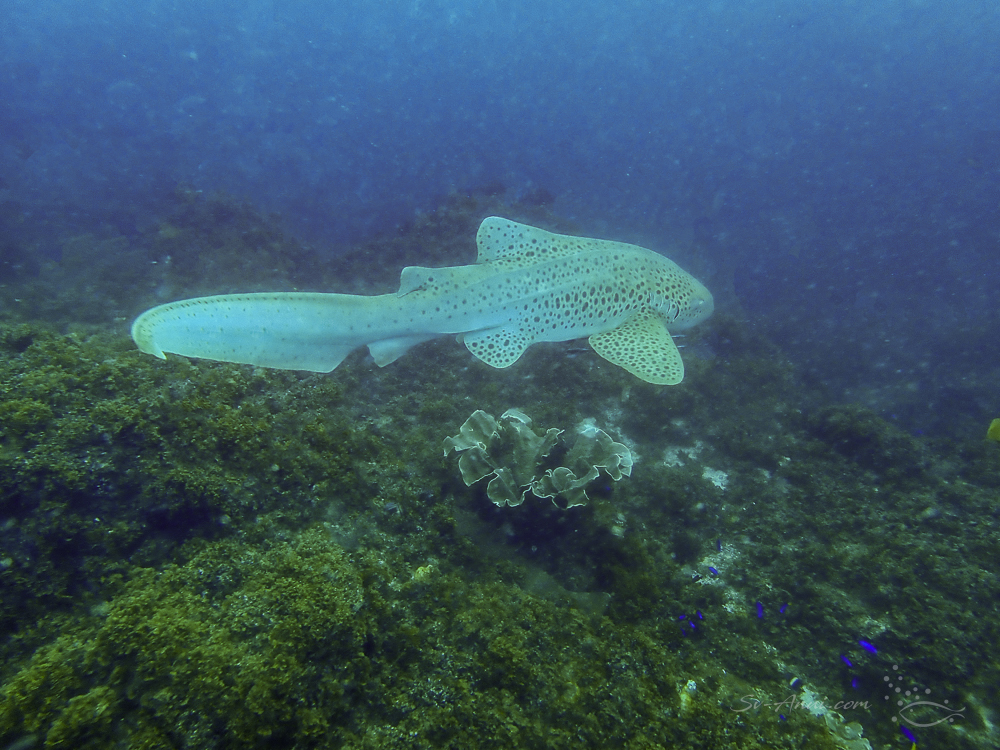 Leopard Shark at Julian Rocks