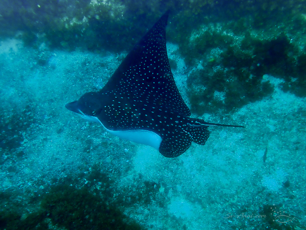 White spotted Eagle Ray at Julian Rocks
