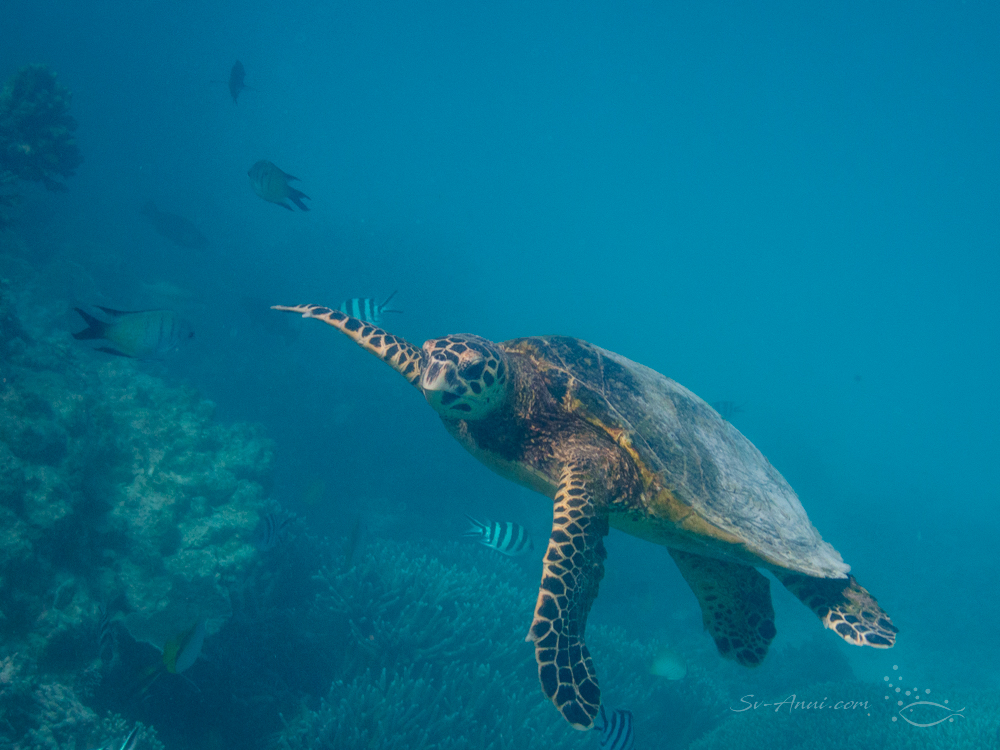 Green Sea Turtle at Lady Musgrave
