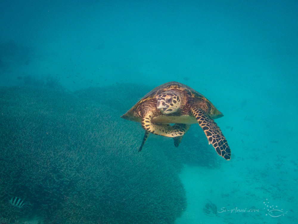 Green Sea Turtle at Lady Musgrave