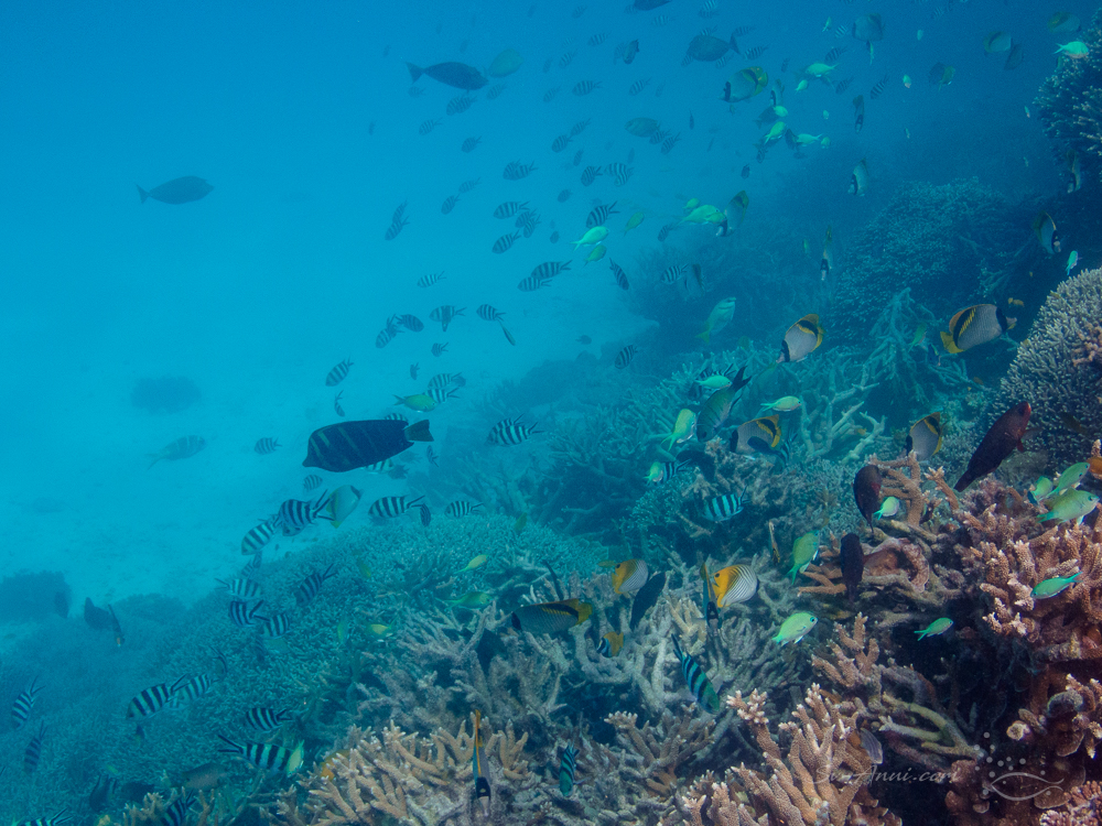 Abundance at Lady Musgrave