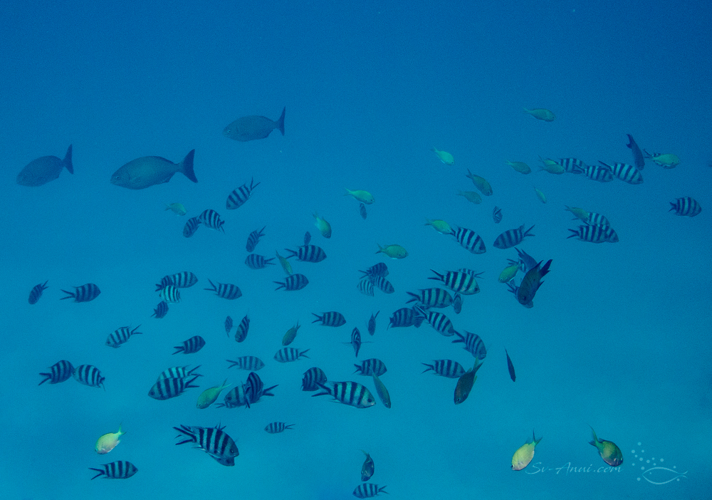 School of Sergeants at Lady Musgrave
