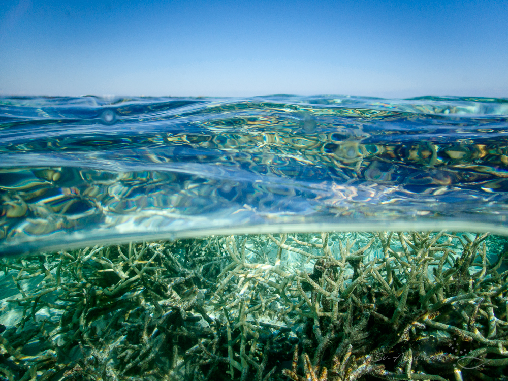 Split shot in the shallows at Lady Musgrave