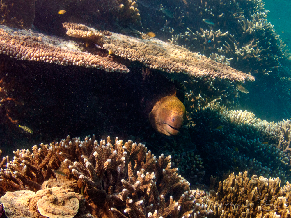 Giant Moray Eel at Lady Musgrave