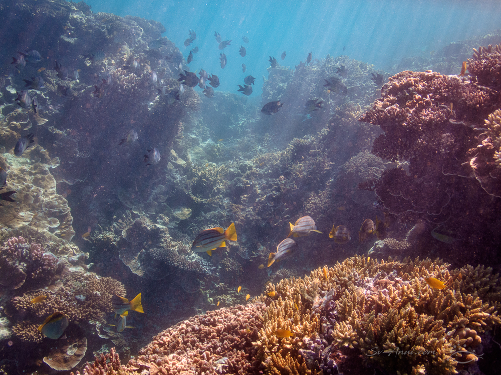 Dwellers at Lady Musgrave