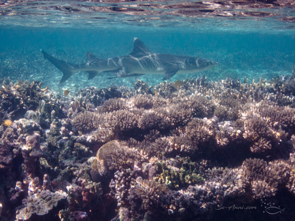Whitetip Reef Shark in the shallows