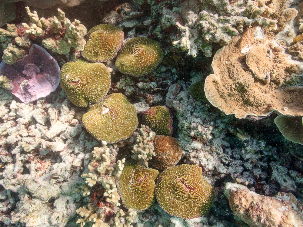 Mushroom Corals at Lady Musgrave