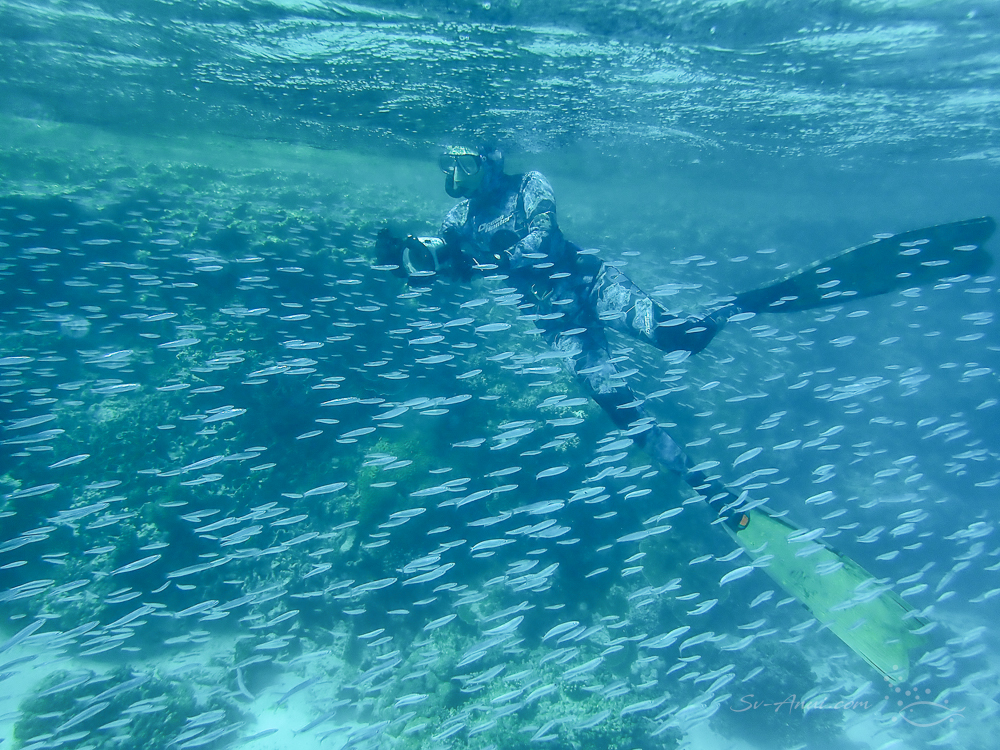 Snorkeling among the baitfish