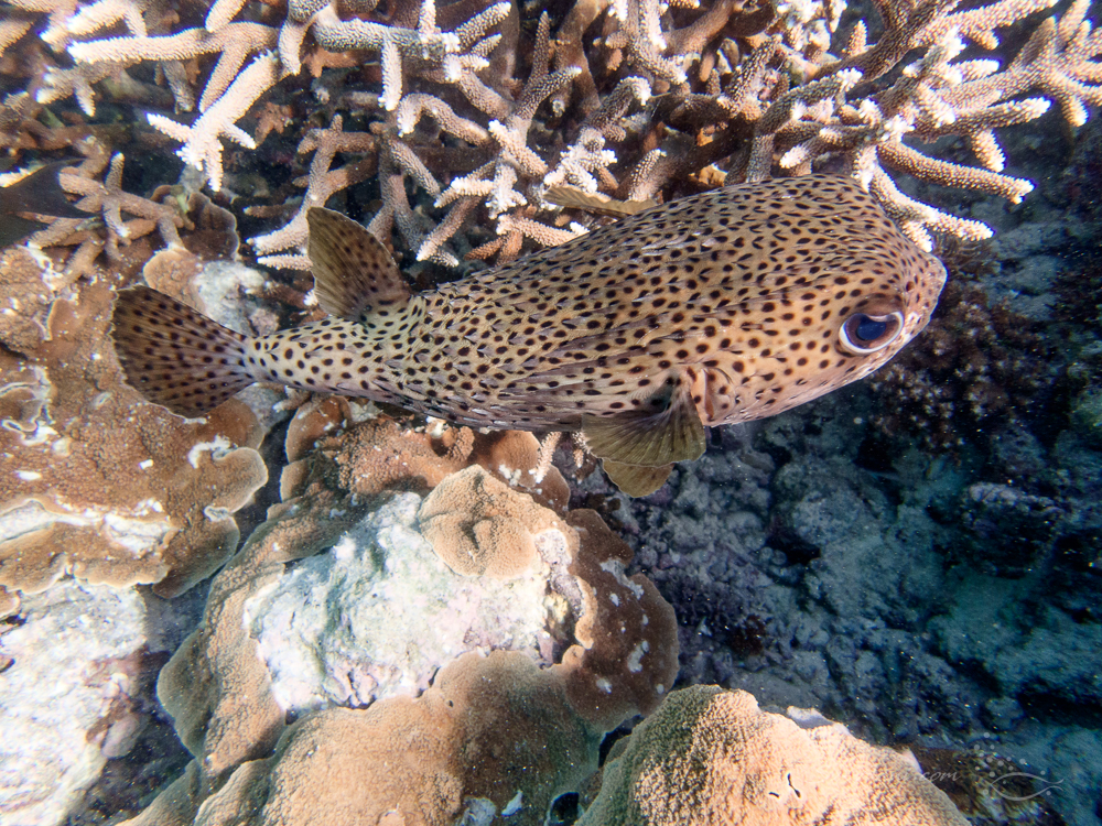 Spotted Porcupinefish at Lady Musgrave