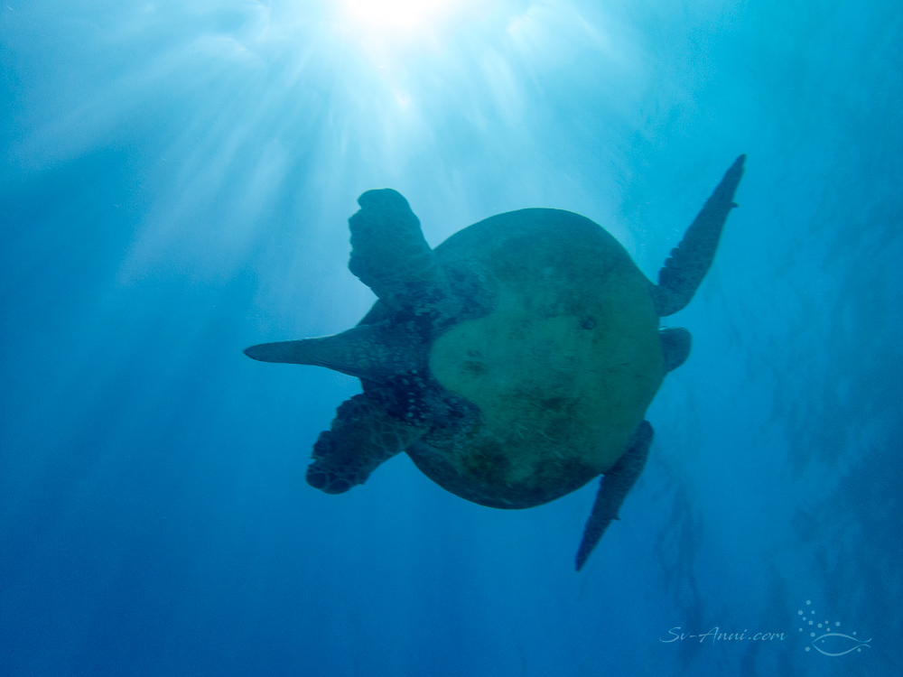 Loggerhead Turtle from below