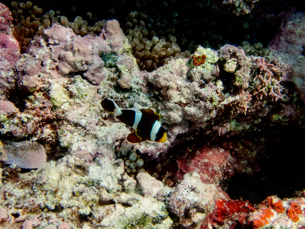 McCullough Anemonefish