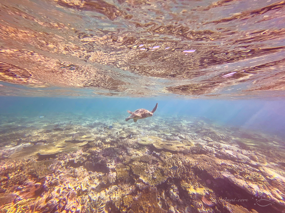 Green Sea Turtle outside Lady Musgrave Lagoon