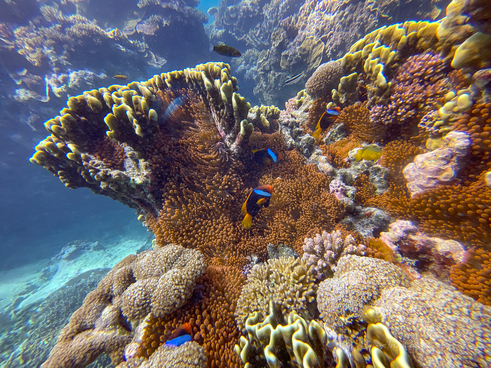 Blackback Anemonefish amongst soft and hard coral outside the lagoon at Lady Musgrave