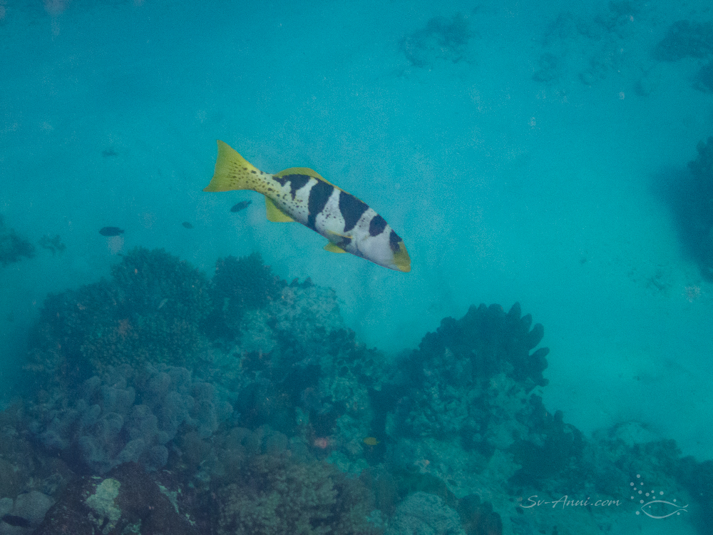 Chrinese Footballer Trout