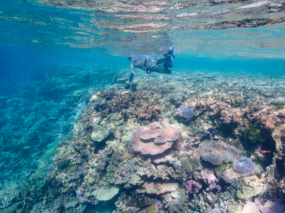 The Swain Reefs - healthy gutter at Elusive Reef
