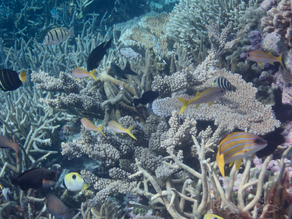 Lively gutter at Elusive Reef