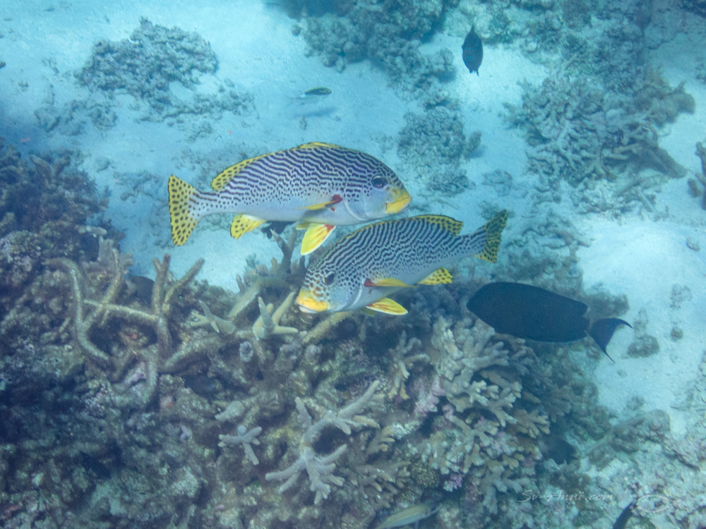 The Swain Reefs - Sweetlips at Elusive Reef