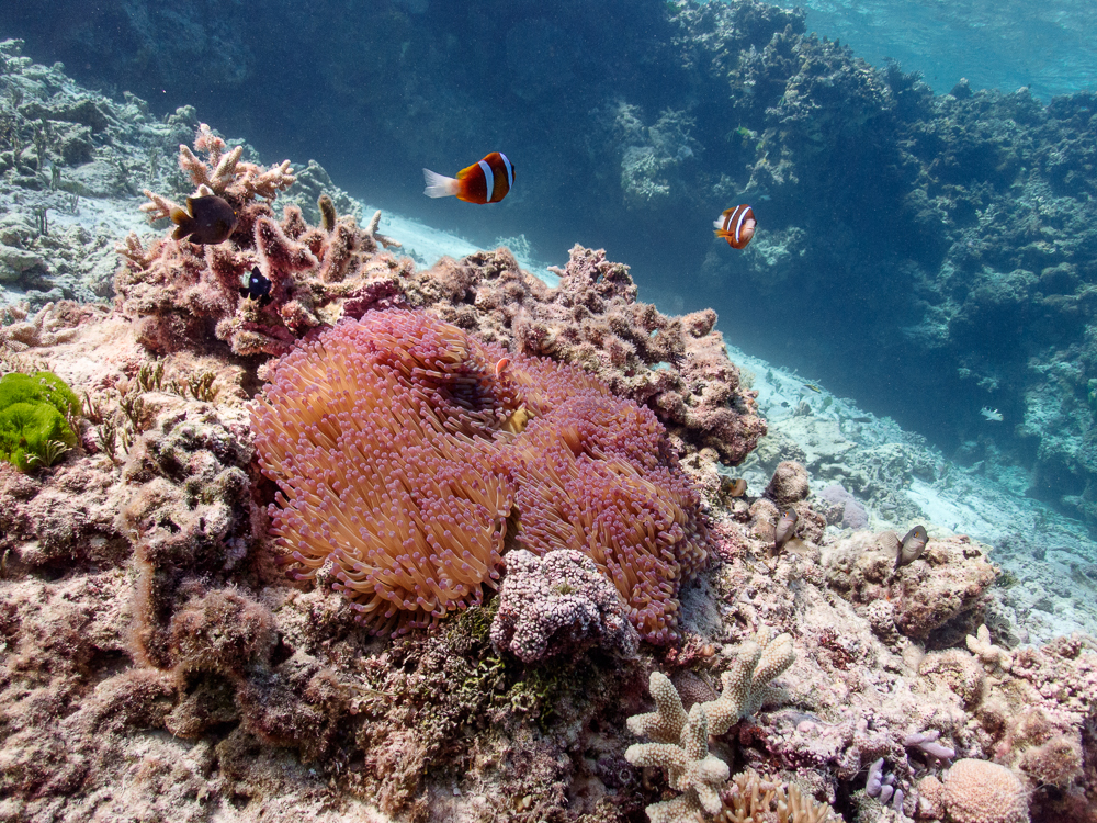 Anemonefish at Elusive Reef