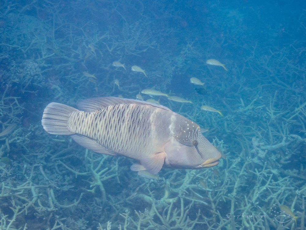 The Swain Reefs - Maori Wrasse at Elusive Reef